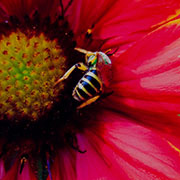 Photo of a bee on a pink and yellow flower.