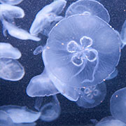 Clear jellyfish in dark blue water.