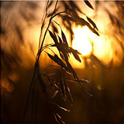 A close up in a field, while the sun is setting.